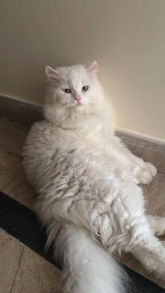 triple coated Persian white Male cat 0