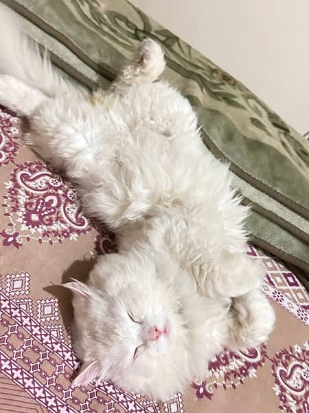 triple coated Persian white Male cat 1