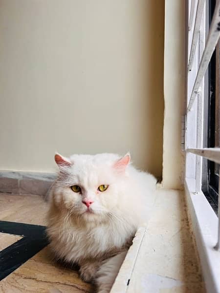 triple coated Persian white Male cat 2