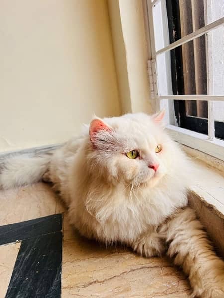triple coated Persian white Male cat 3