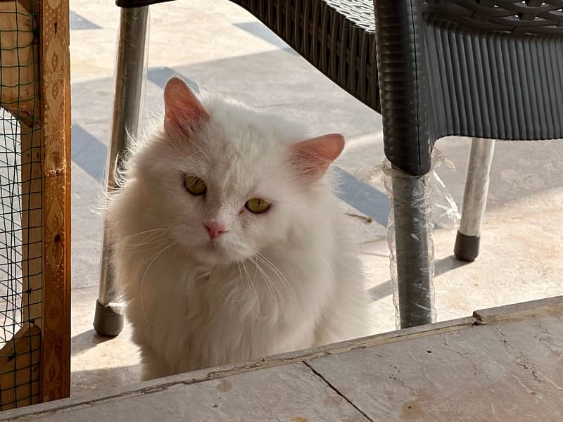 triple coated Persian white Male cat 4