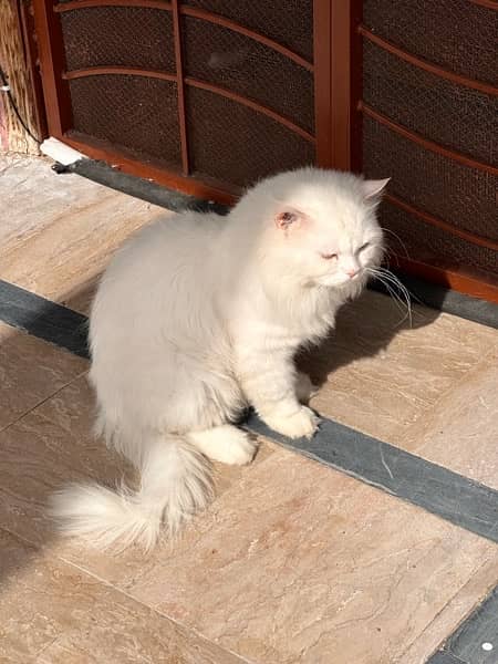 triple coated Persian white Male cat 6