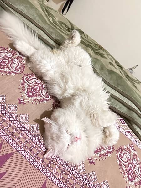 triple coated Persian white Male cat 7