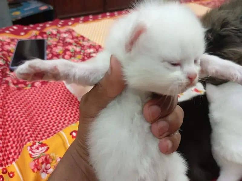 Persian kitten double coat 1