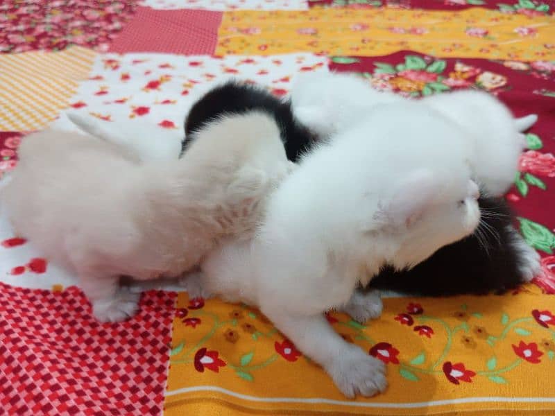 Persian kitten double coat 3