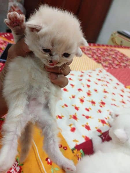 Persian kitten double coat 4