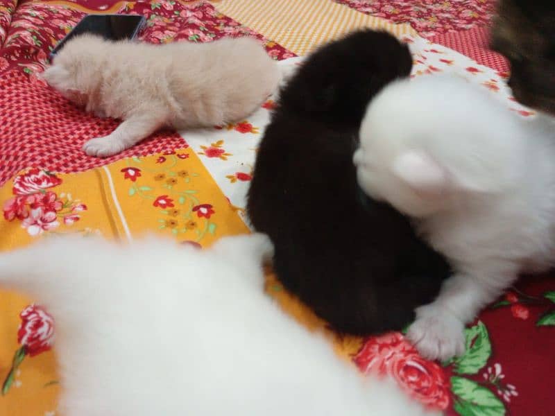 Persian kitten double coat 6