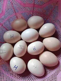 Paper White Aseel Eggs Fertile Egg