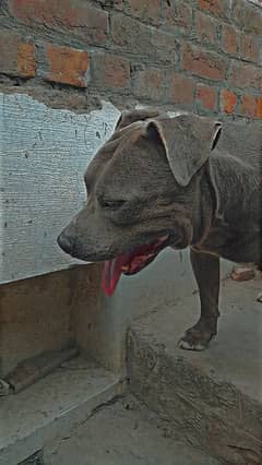 american pitbull terrier available for stud