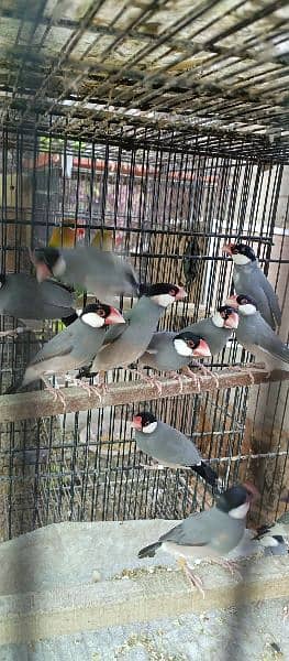 Grey Java ready to first breed pairs 4
