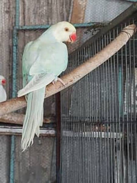 rainbow ringneck chiks age almost 3.5 months 0