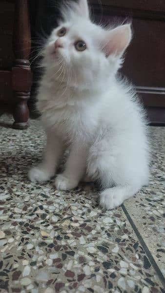 2 months old Persian kittens each 8,000 1
