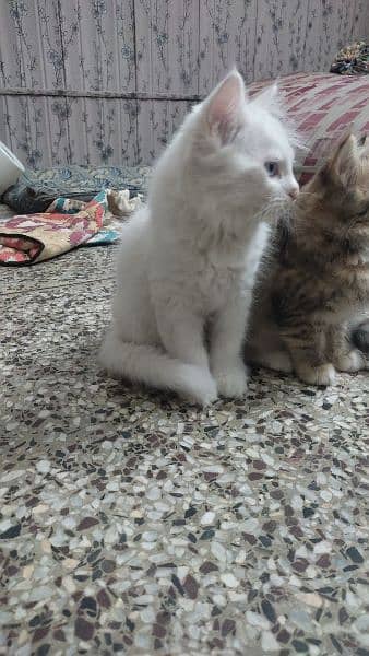 2 months old Persian kittens each 8,000 2