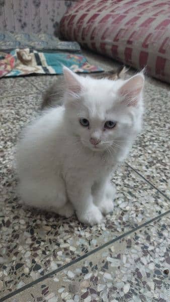 2 months old Persian kittens each 8,000 3