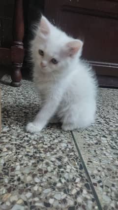 2.5 months old Persian kittens each 8,000