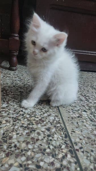 2 months old Persian kittens each 8,000 4