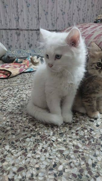 2 months old Persian kittens each 8,000 5