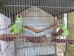 I'm selling my 2 parrots 1 male and 1 female