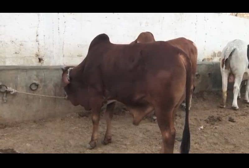 cow male 1