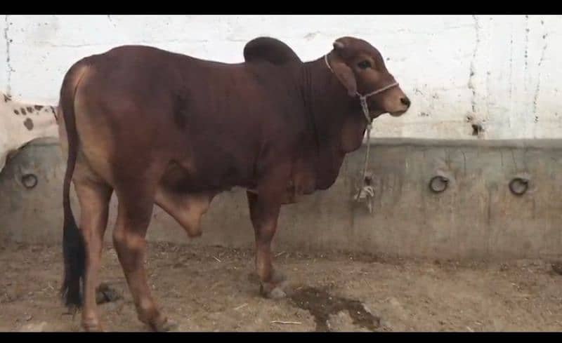 cow male 3