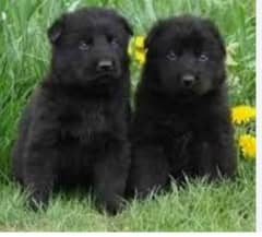 black German Shepherd long coat puppy 0