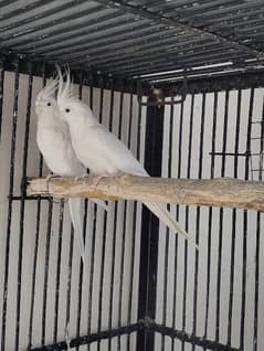 ino cockatiel breeder pair /Female split ino /Male ino 0