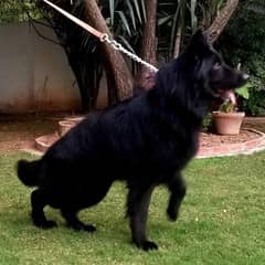 Black German Shepherd puppies , top of the line in Pakistan 0