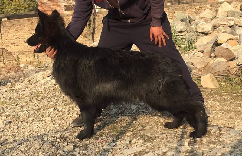 Black German Shepherd puppies , top of the line in Pakistan 2