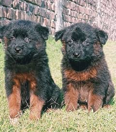 German Shepherd black puppies for sale