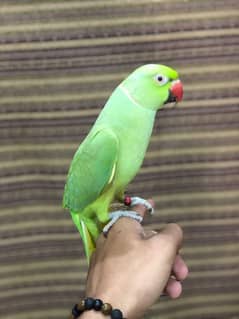 I'm selling my 2 parrots 1 male and 1 female