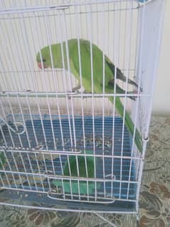 Green Redneck parrot available for sale 03419129910