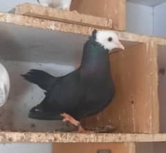 Mukhi Female Pigeon and other pigeons