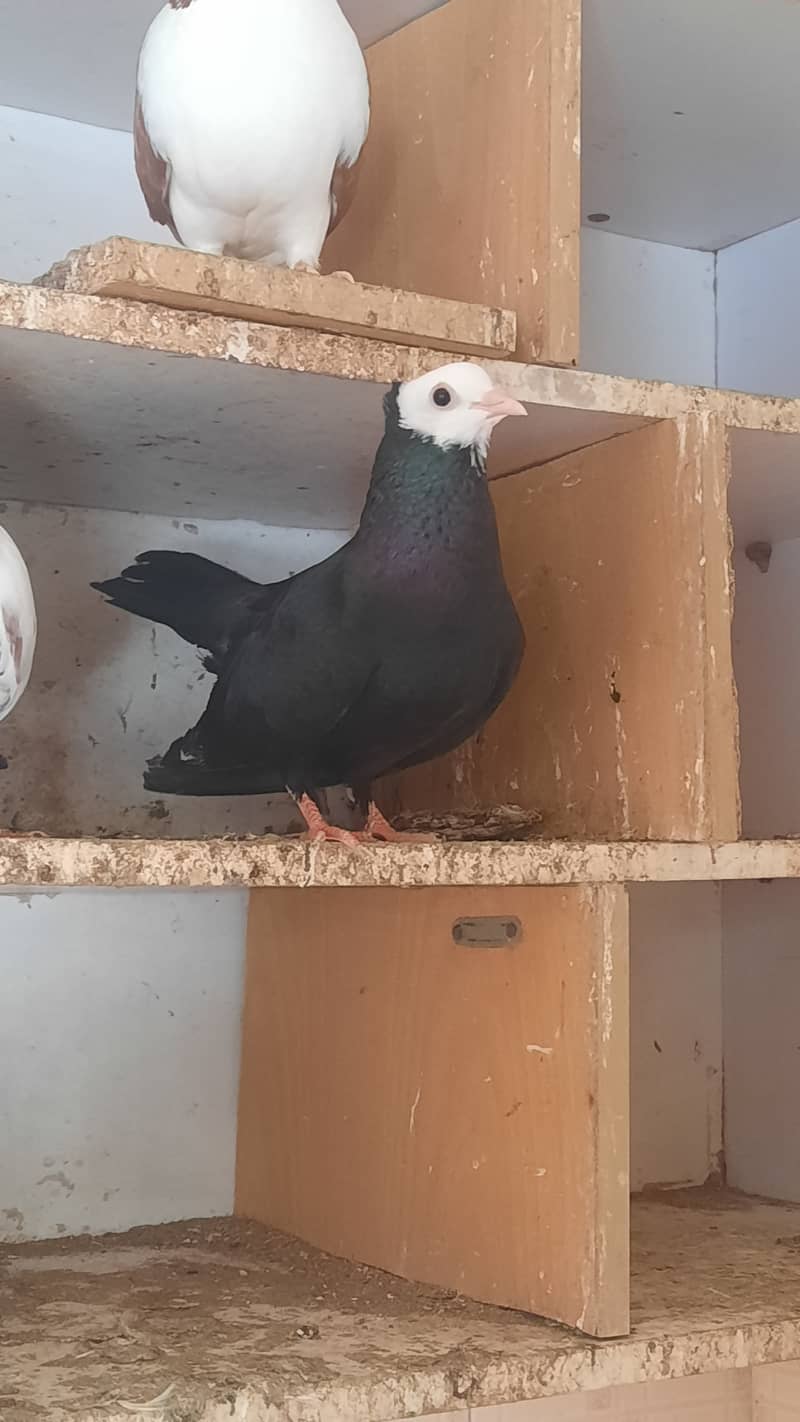 Karbalai Female Pigeon 3