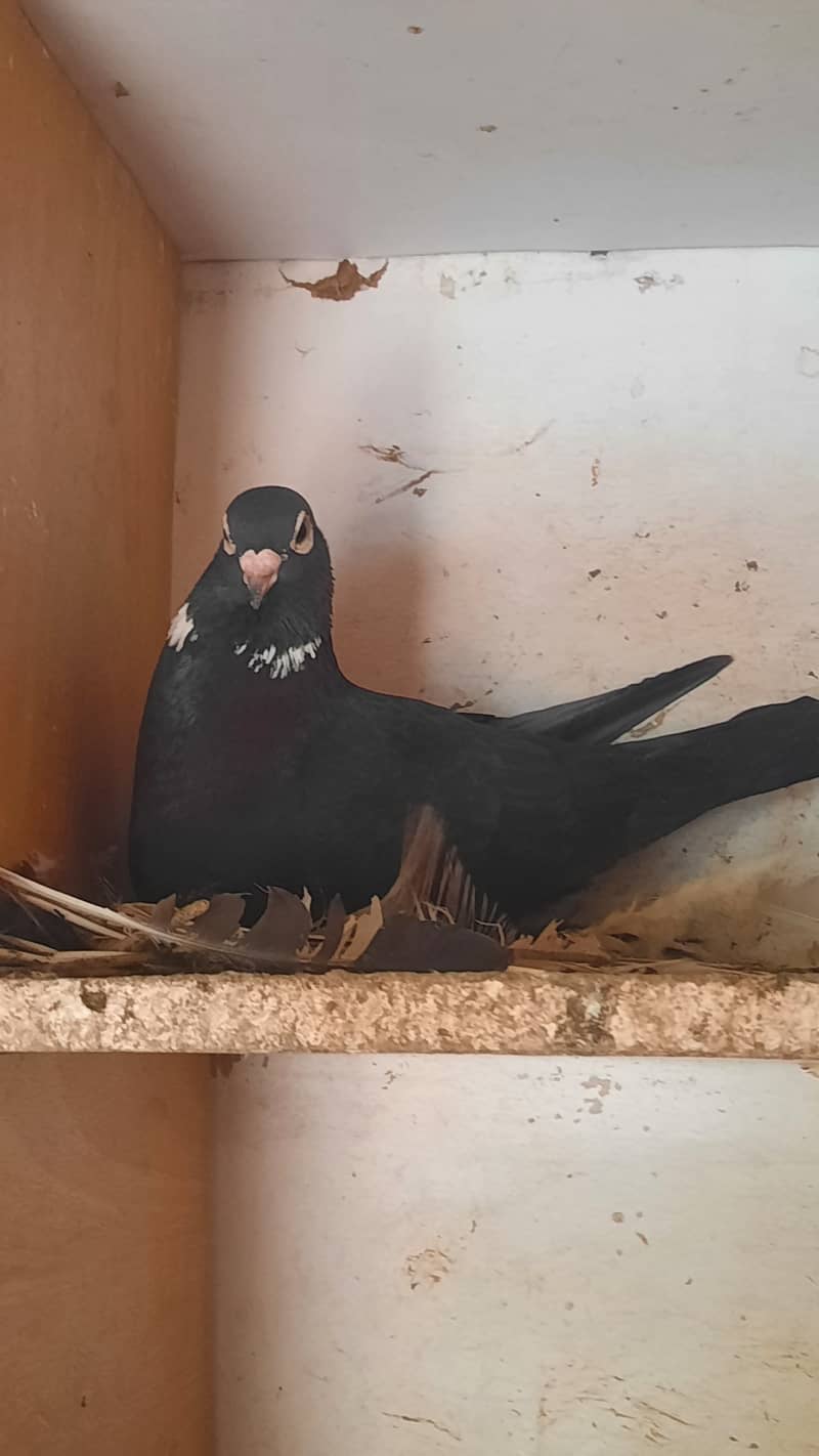 Karbalai Female Pigeon 4