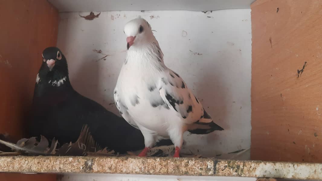 Karbalai Female Pigeon 5