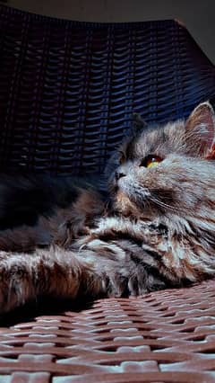 Female Double coat Doll face Persian cat