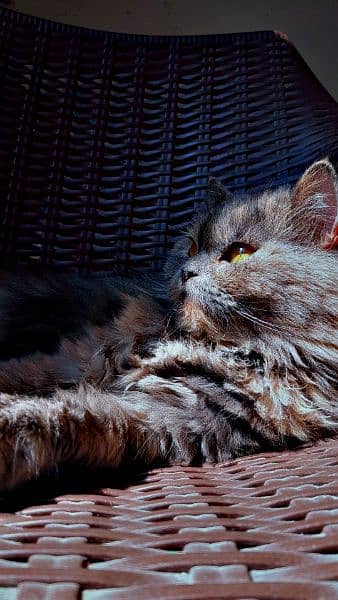 Female 3riple coat Doll face Persian cat 0