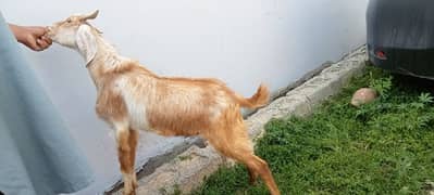 makhi cheeni / beetal / dogli / bakri / bakra / Goat for sale 0