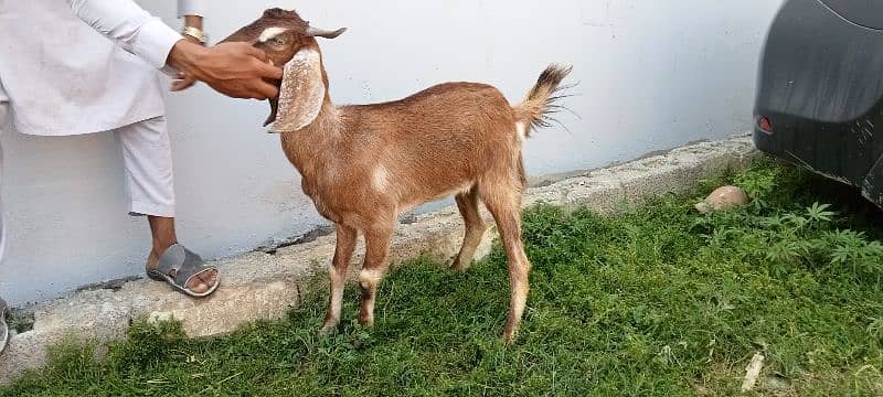 makhi cheeni / beetal / dogli / bakri / bakra / Goat for sale 1