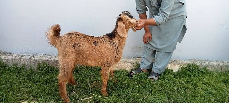 makhi cheeni / beetal / dogli / bakri / bakra / Goat for sale 2