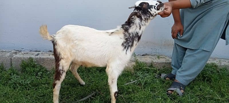makhi cheeni / beetal / dogli / bakri / bakra / Goat for sale 5