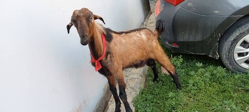 makhi cheeni / beetal / dogli / bakri / bakra / Goat for sale 7