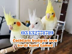 Cocktails budgies lovebirds fully tamed 0343-277-1719 0