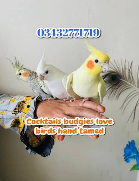 Cocktails budgies lovebirds fully tamed 0343-277-1719 5