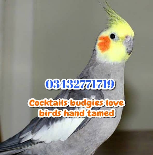 Cocktails budgies lovebirds fully tamed 0343-277-1719 9