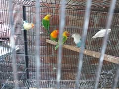 love Birds Breeder pairs are up for sale