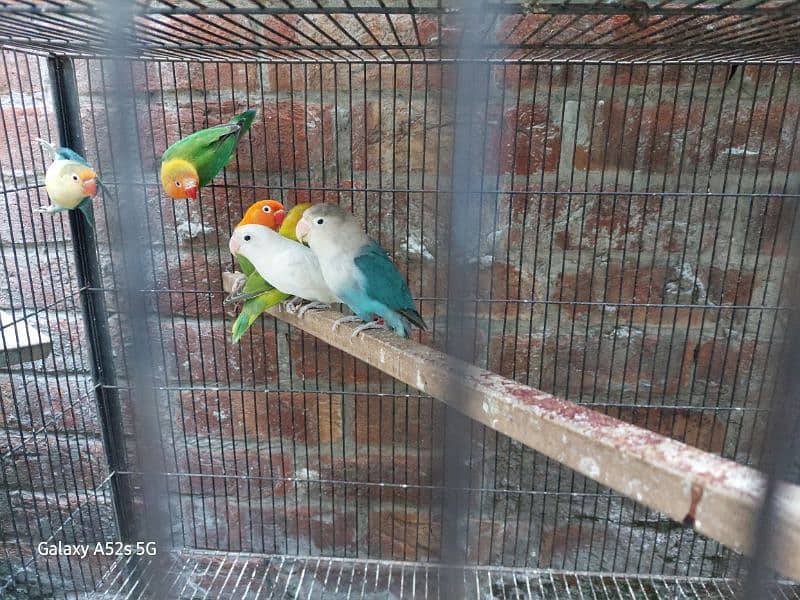 love Birds Breeder pairs are up for sale 1