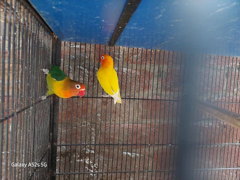 love Birds Breeder pairs are up for sale 9