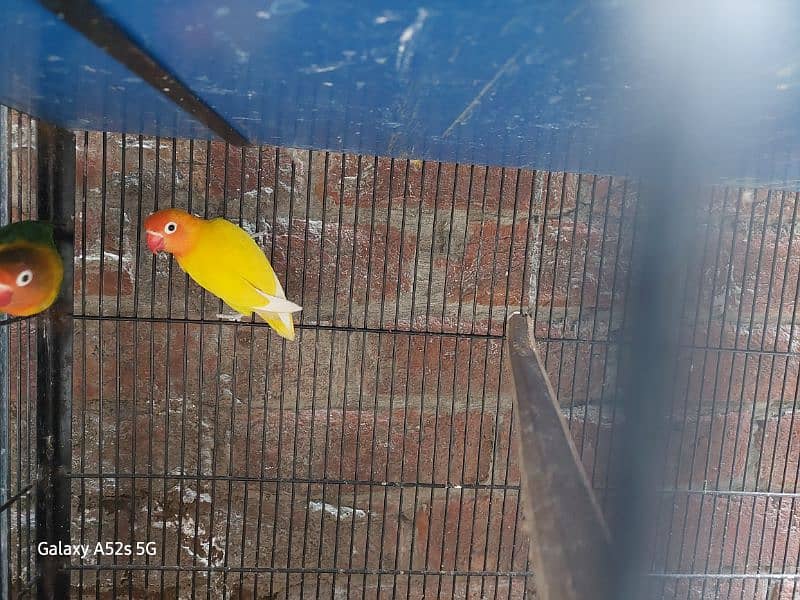 love Birds Breeder pairs are up for sale 12