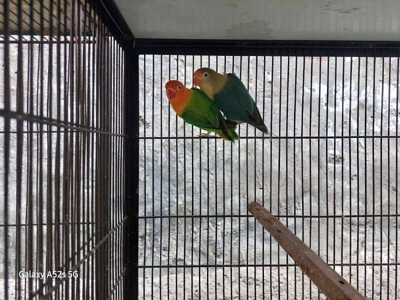 love Birds Breeder pairs are up for sale 18